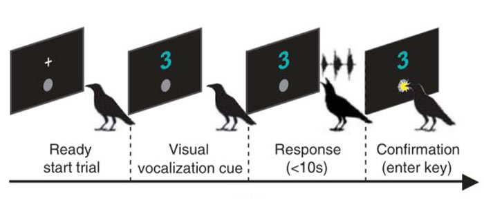 Groundbreaking Study Reveals Crows Can Count—And Out Loud, No Less