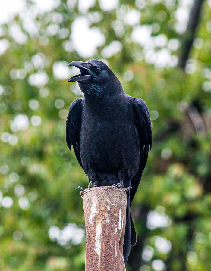 Groundbreaking Study Reveals Crows Can Count—And Out Loud, No Less