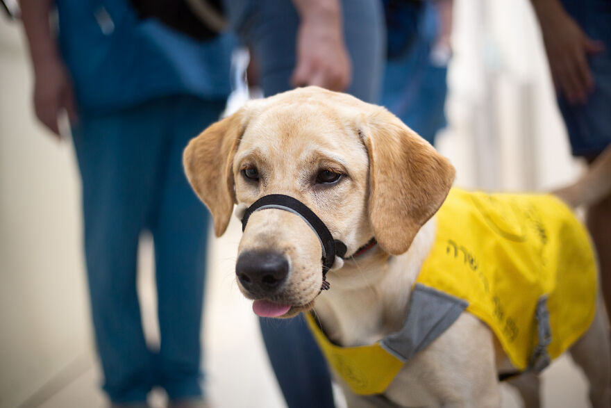 Amazing Service Dogs In Training Bring Absolute Joy To Hospital Patients