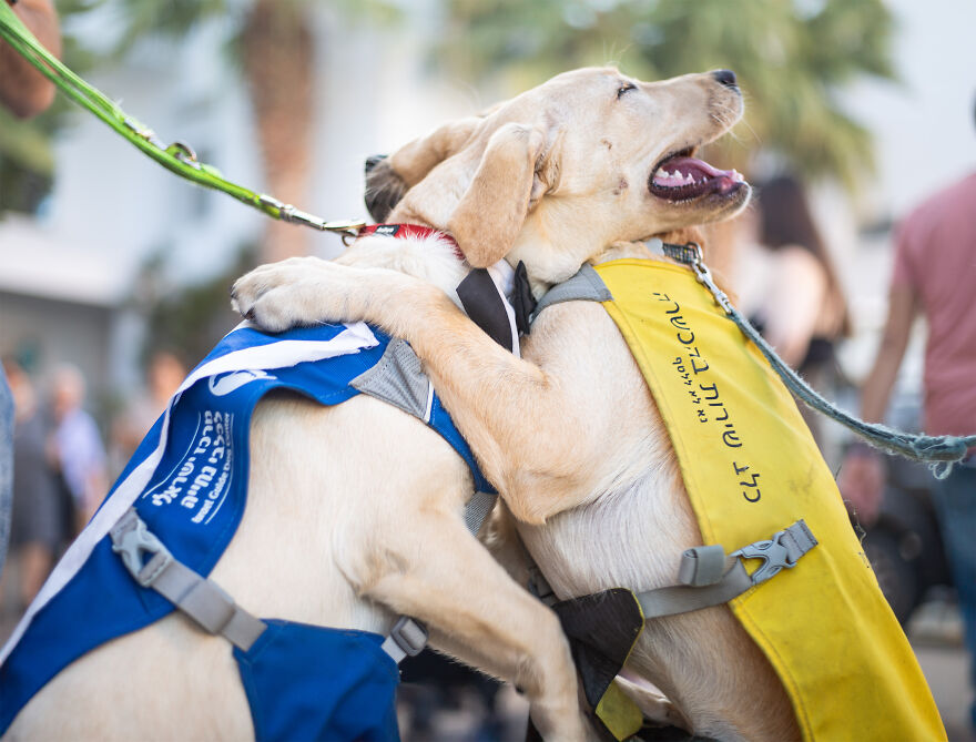 Amazing Service Dogs In Training Bring Absolute Joy To Hospital Patients