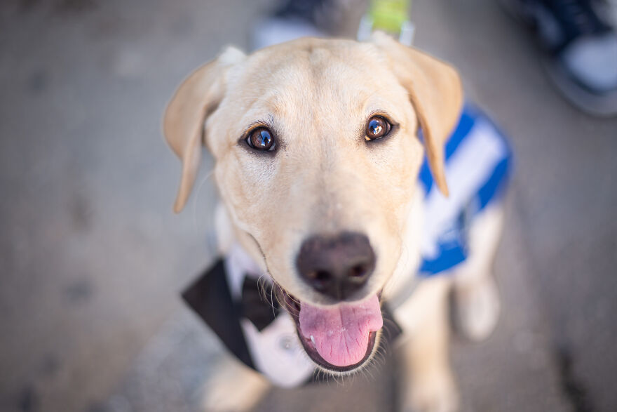 Amazing Service Dogs In Training Bring Absolute Joy To Hospital Patients