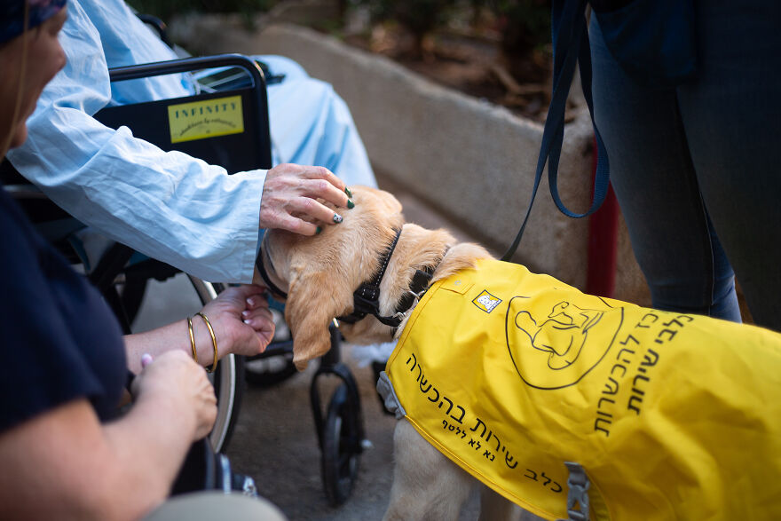 Amazing Service Dogs In Training Bring Absolute Joy To Hospital Patients