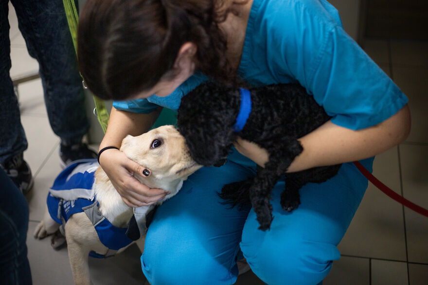 Amazing Service Dogs In Training Bring Absolute Joy To Hospital Patients