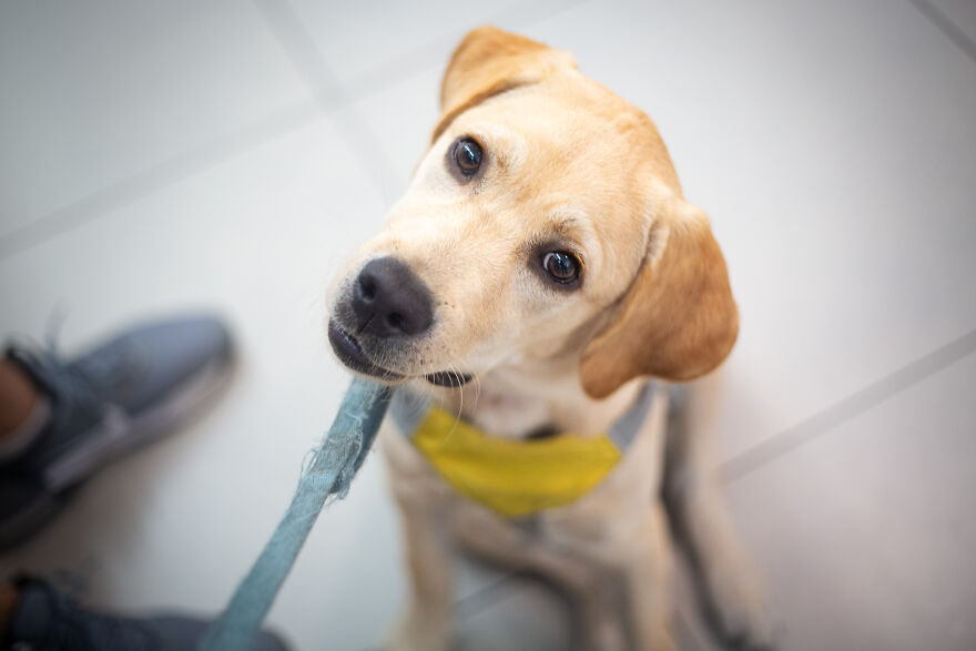 Amazing Service Dogs In Training Bring Absolute Joy To Hospital Patients