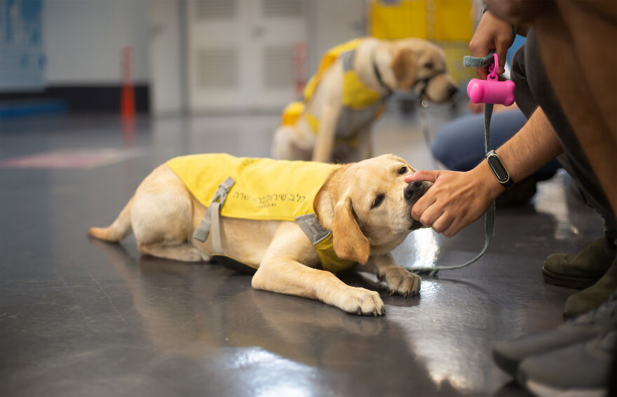 Amazing Service Dogs In Training Bring Absolute Joy To Hospital Patients