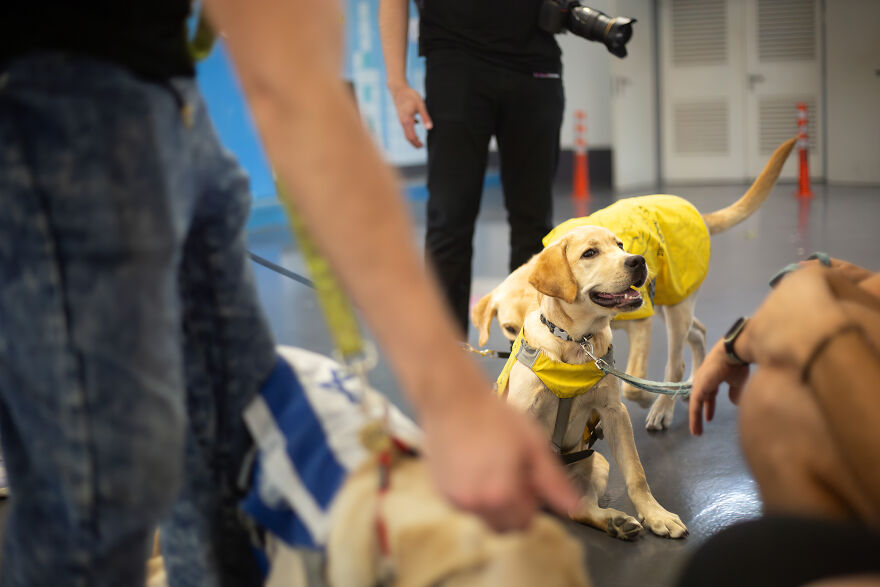 Amazing Service Dogs In Training Bring Absolute Joy To Hospital Patients