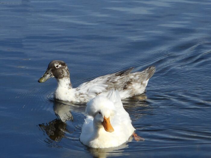 Ducks In Camden Me