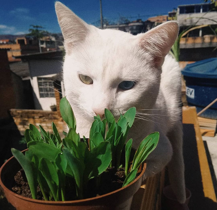 khao manee cat sniffing the grass in the pot