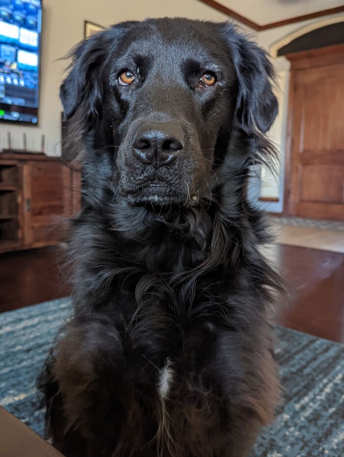 Owner Documents His Pup’s Stunning Fur Transformation, And People Online Can’t Get Enough