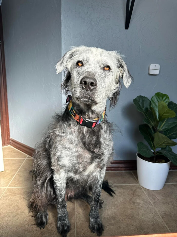 Owner Documents His Pup’s Stunning Fur Transformation, And People Online Can’t Get Enough