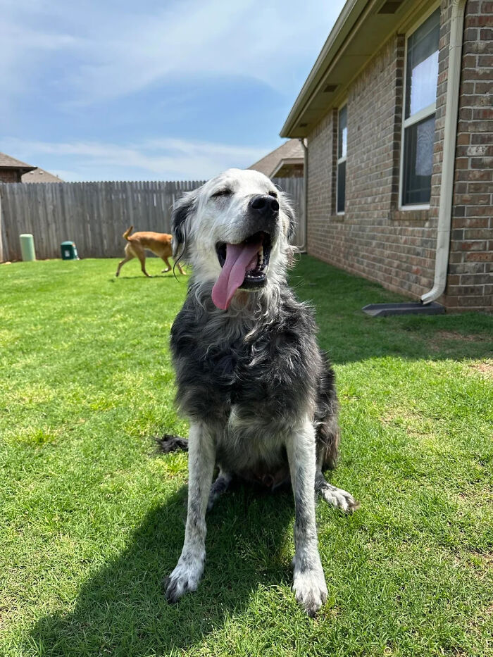 Owner Documents His Pup’s Stunning Fur Transformation, And People Online Can’t Get Enough