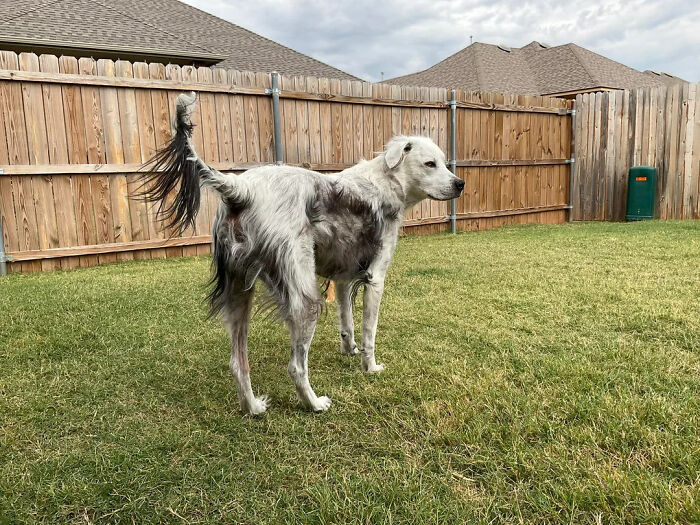 Owner Documents His Pup’s Stunning Fur Transformation, And People Online Can’t Get Enough