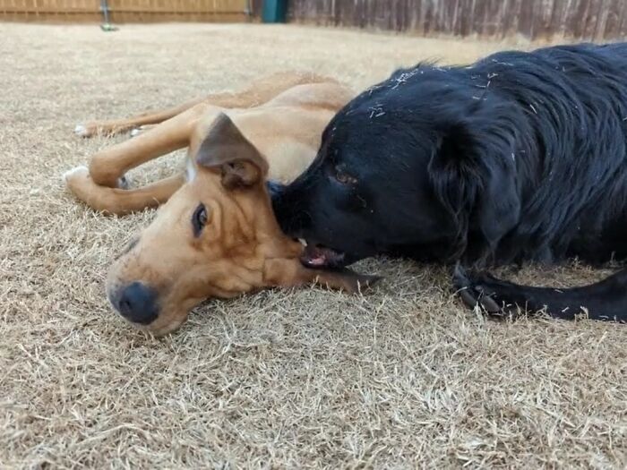 Owner Documents His Pup’s Stunning Fur Transformation, And People Online Can’t Get Enough