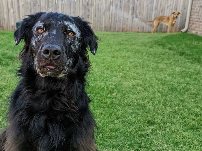 Owner Documents His Pup’s Stunning Fur Transformation, And People Online Can’t Get Enough