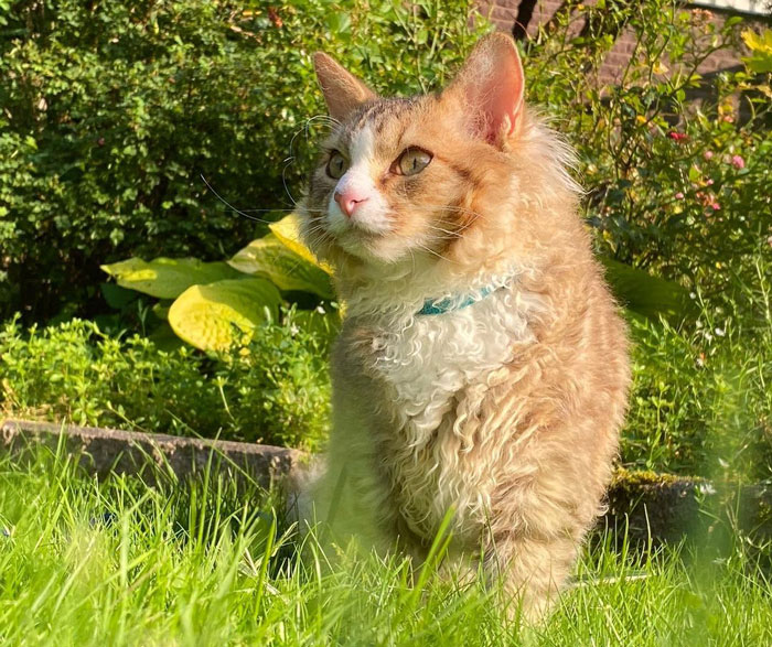 close up view of LaPerm cat in the yard