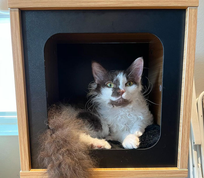 La Perm cat sitting in a cat house