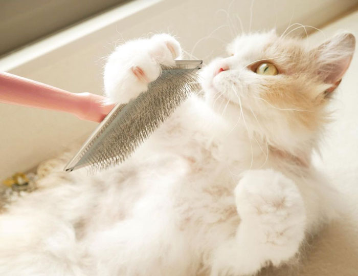 la perm cat lying with a brush