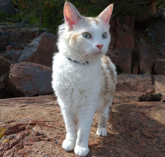 la perm cat standing in a full growth