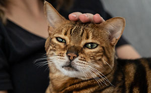 Woman Refuses To Leave Behind Her Cat To Travel Australia For A Year, Gets Dumped