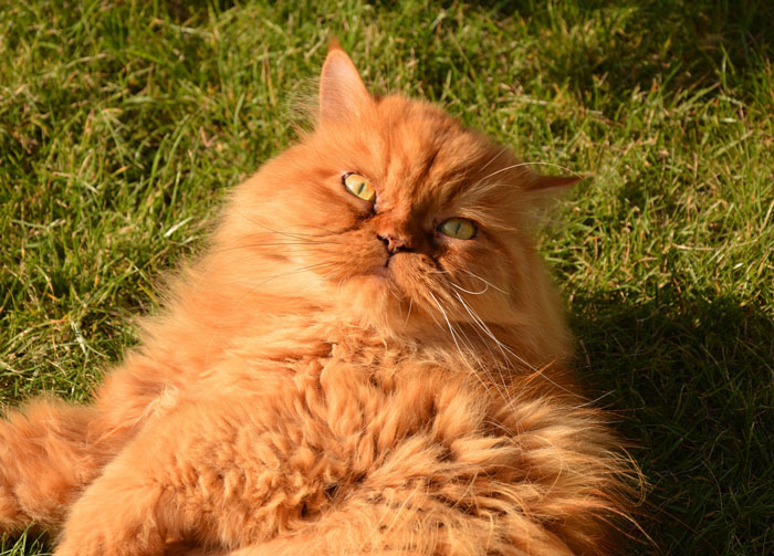 Persian Cat lying on the grass