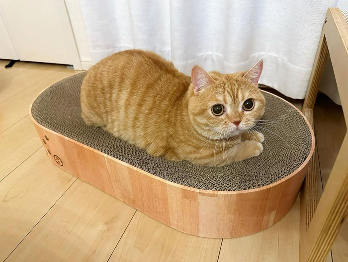 Munchkin cat lying on a pet bed