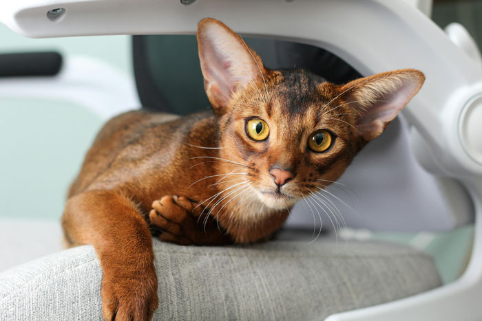 Abyssinian cat on the chair