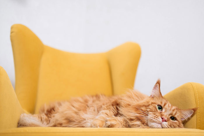 Maine Coon lying in the armchair