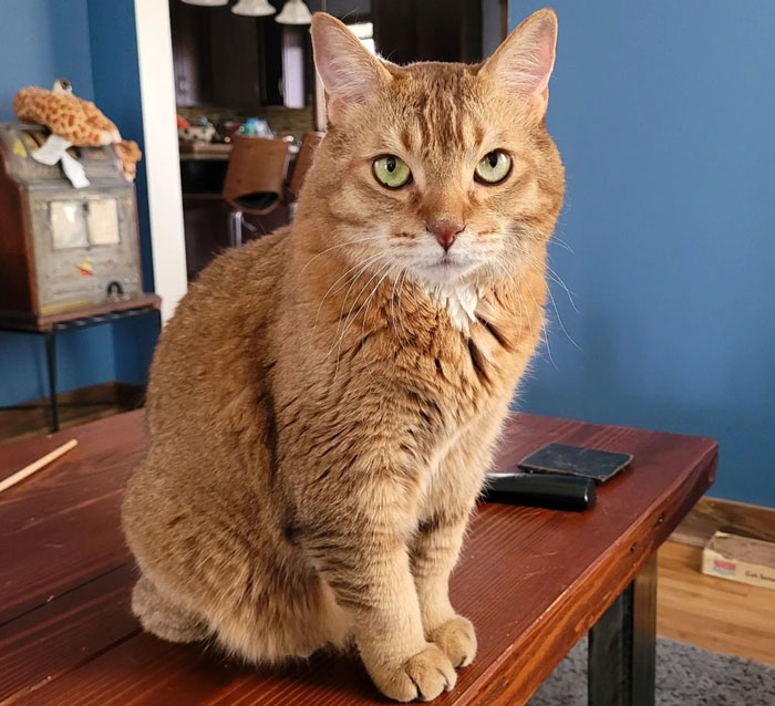 American Bobtail cat sitting on the table