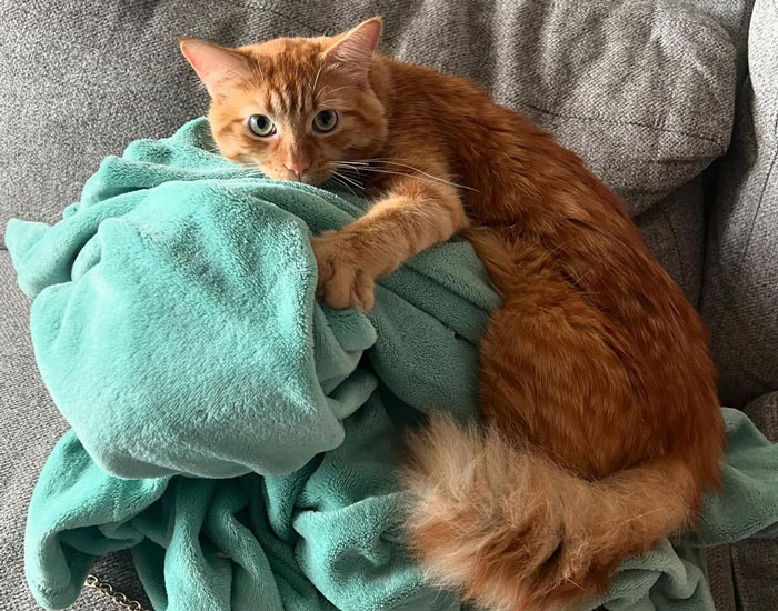 Turkish Angora cat lying with towel on the sofa