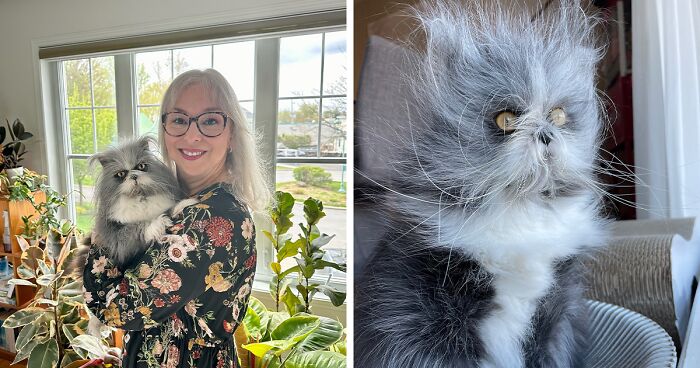 This Cat Is Taking The Internet By Storm With His Incredible Fur