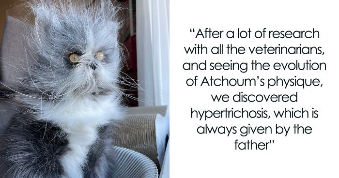 Meet Atchoum, The Werewolf Cat Who’s Winning Hearts Worldwide