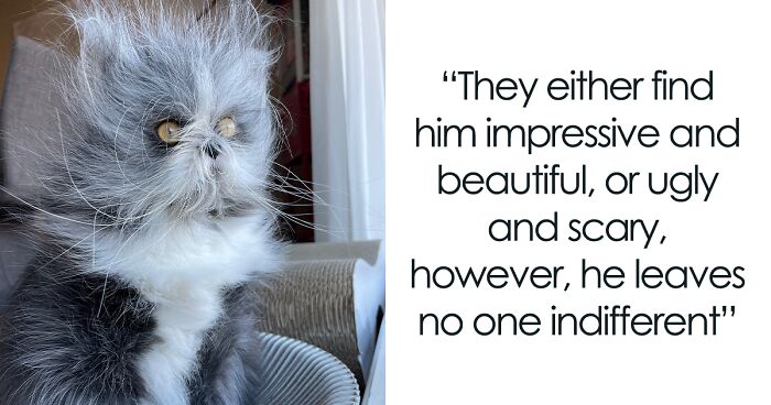 Fluffiest Of Them All: This Werewolf Cat Is Winning Hearts Worldwide