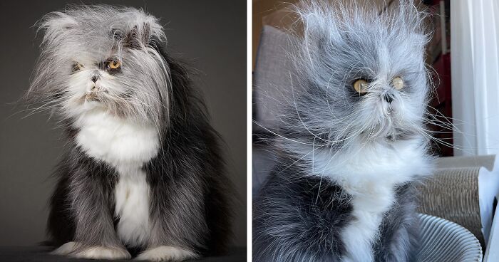 This Werewolf Cat Is A Global Sensation