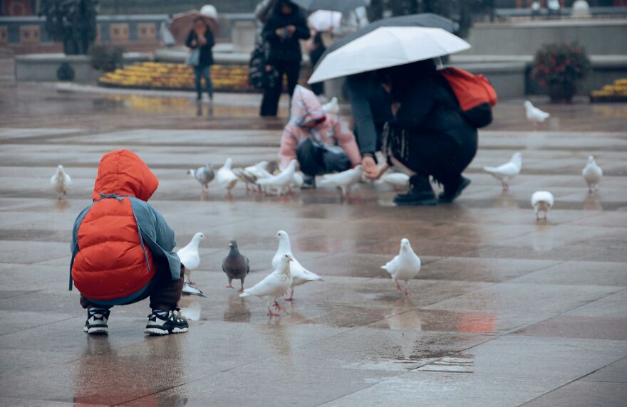 The Unexpected Heroes: How Urban Wildlife Thrives In Cityscapes