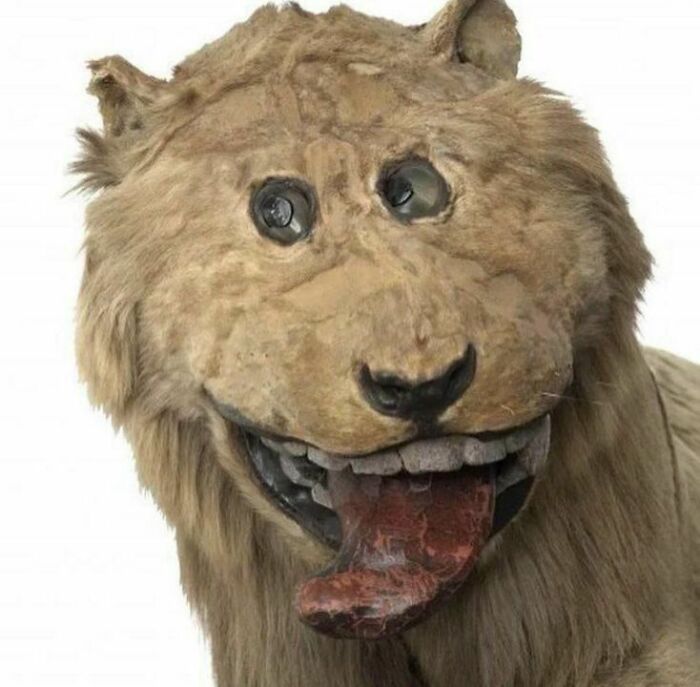 In 1731 King Frederick I Of Sweden Was Gifted A Lion, One Of The First Lions In Scandinavia. When The Lion Died Shortly After, It Was Given To A Taxidermist And This Was The End Product