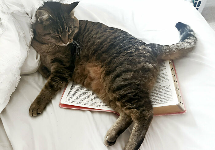 My Cat Likes To Sleep On My Bible