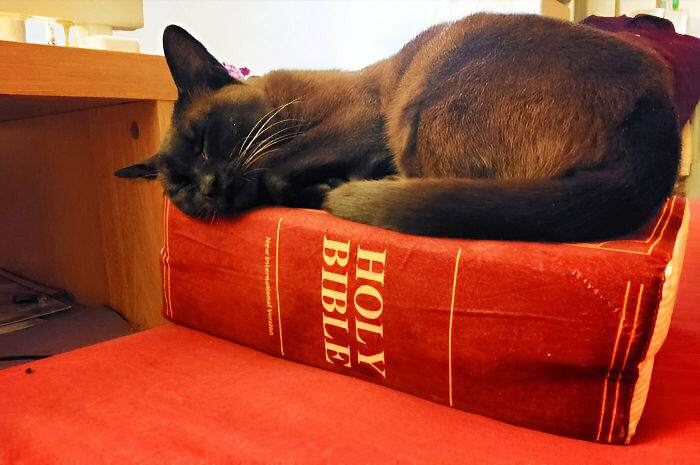 Found My Cat Sleeping On A Bible Pillow
