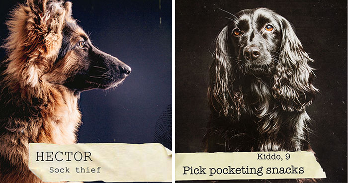 19 Dog Mugshots And Their Crimes That I Turned Into A Funny Deck Of Playing Cards