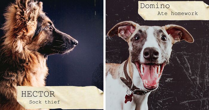 I Created A Deck Of Playing Cards With Dog Mugshots Accompanied By The Crimes They Committed (19 Pics)