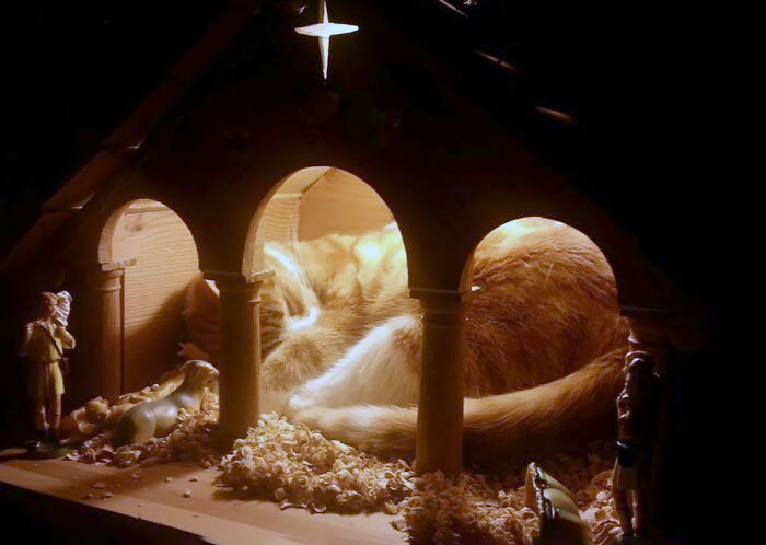 The Jesus In Our Crib Is A Bit Fat, Furry And Pointy-Eared. But Undeniably Cute