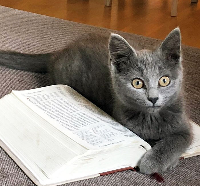 When The Cat Contributes To The Sermon Preparation