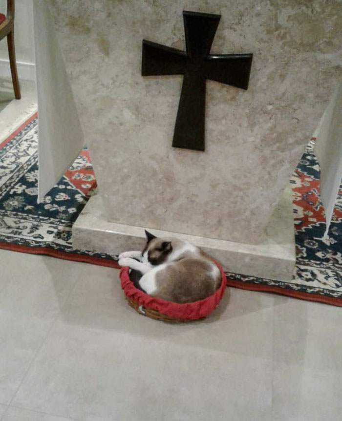 This Cat Always Goes To Masses And Sits In The Best Places, Including On People's Laps. Here, He Decided That He Should Sleep In The Offering Basket