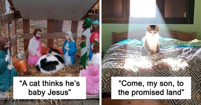 80 Hilarious Pics Of “Religious” Cats To Make Your Day