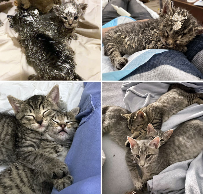 Tossed In A Dumpster, Covered In Paint, And Close To Starvation, Kittens Have Officially Been Adopted. From Certain Death To A Happy Ending. I'll Miss Them 