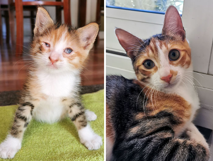 I Rescued My 2nd Kitty. Before vs. After