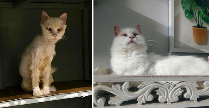Harry Before And After Adoption