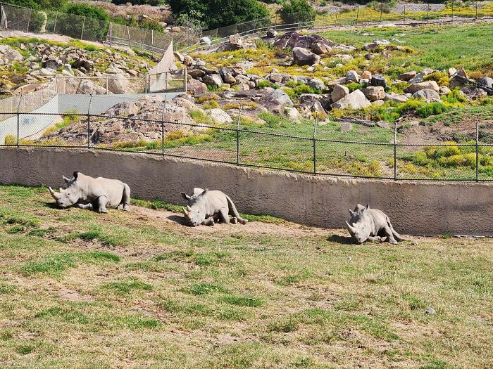 Rhinos All In A Rhin-Row At San Diego Zoo, USA