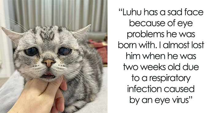 This Adorable, Yet Sad-Looking Cat Outlives Veterinary Predictions, Enjoying Senior Years