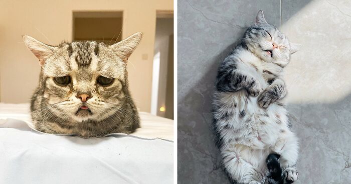 The World's Saddest Cat Thrives Despite Health Issues, Surpassing Age Predictions By The Vets