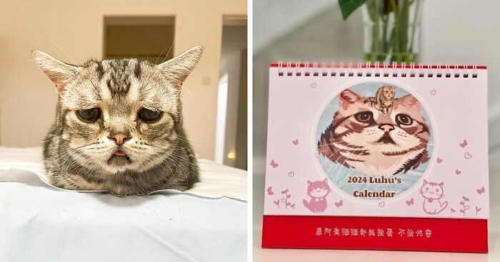 This Adorable, Yet Sad-Looking Cat Outlives Veterinary Predictions, Enjoying Senior Years